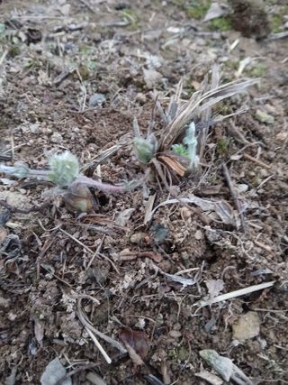 인생은 소풍처럼~님의 기타작물 · 영농일지 작성글 사진