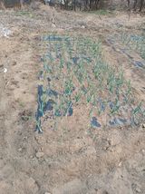 팜모닝 마늘·영농일지 게시글 이미지