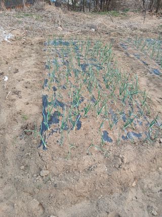 강지현님의 마늘 · 영농일지 작성글 사진