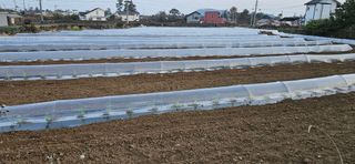 김화석님의 호박 · 영농일지 작성글 사진