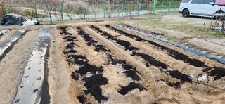 귤8352님의 블루베리 · 영농일지 작성글 사진