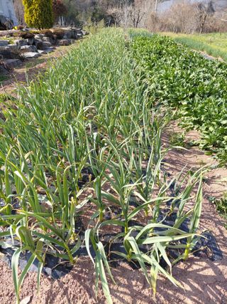 심무재 님의 마늘 · 영농일지 작성글 사진