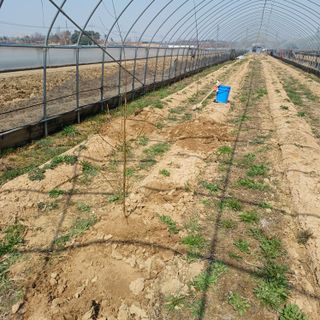 김진영님의 기타작물 · 영농일지 작성글 사진