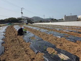 고추농사 정 미라님의 기타작물 · 영농일지 작성글 사진