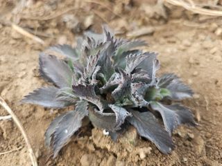 박주흥님의 콩 · 영농일지 작성글 사진