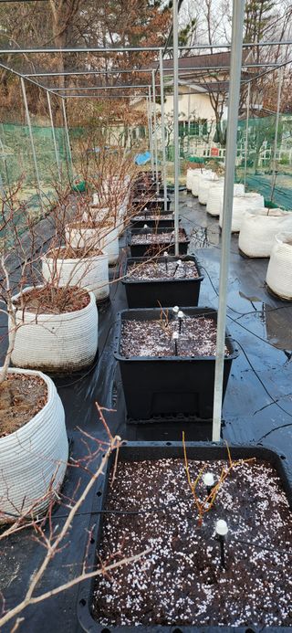 귤8352님의 블루베리 · 영농일지 작성글 사진