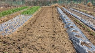 정인재님의 시금치 · 영농일지 작성글 사진