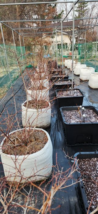 귤8352님의 블루베리 · 영농일지 작성글 사진