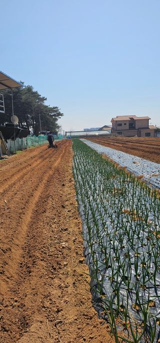박애경님의 고추 · 영농일지 작성글 사진