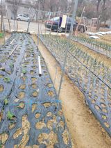 알렉산더님의 작성글 사진