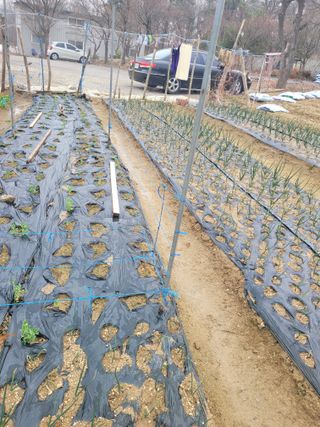 알렉산더님의 양파 · 영농일지 작성글 사진