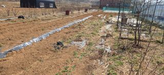 김성필님의 기타작물 · 영농일지 작성글 사진