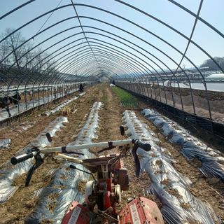 김진영님의 기타작물 · 영농일지 작성글 사진