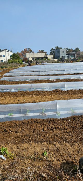 김화석님의 호박 · 영농일지 작성글 사진