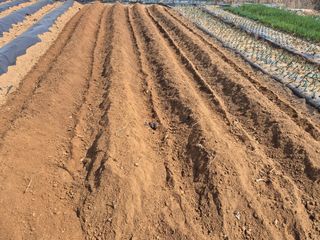 김도훈님의 고추 · 영농일지 작성글 사진