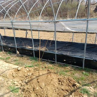 김진영님의 기타작물 · 영농일지 작성글 사진