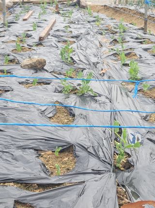 알렉산더님의 양파 · 영농일지 작성글 사진