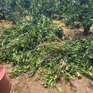 서귀포달코롬감귤농원님의 귤 · 영농일지 작성글 사진