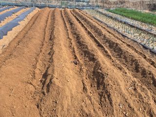 김도훈님의 고추 · 영농일지 작성글 사진