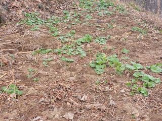 박주흥님의 콩 · 영농일지 작성글 사진