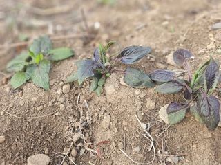 박주흥님의 콩 · 영농일지 작성글 사진