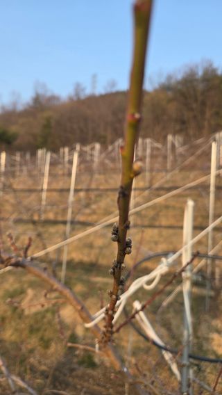 김중달님의 복숭아 · 영농일지 작성글 사진