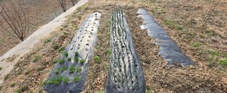 강호지인님의 기타작물 · 영농일지 작성글 사진