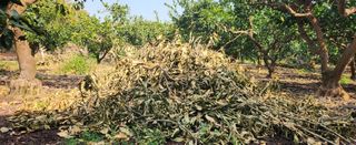 김형철님의 귤 · 영농일지 작성글 사진