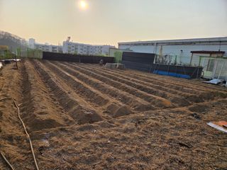 박병철님의 옥수수 · 영농일지 작성글 사진