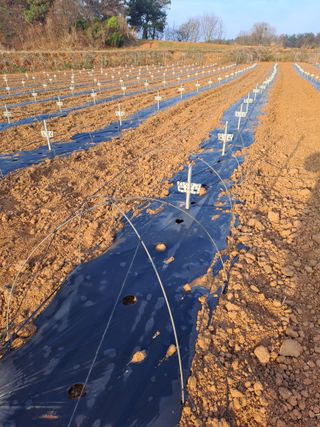 고산1128님의 고추 · 영농일지 작성글 사진