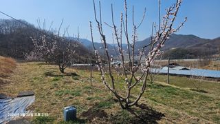 장정규님의 복숭아 · 영농일지 작성글 사진