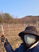 팜모닝 복숭아·영농일지 게시글 이미지