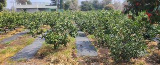 김형철님의 귤 · 영농일지 작성글 사진