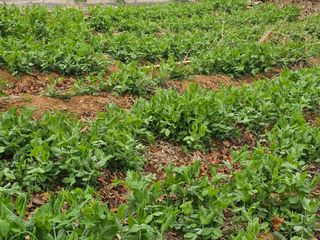 박주흥님의 콩 · 영농일지 작성글 사진