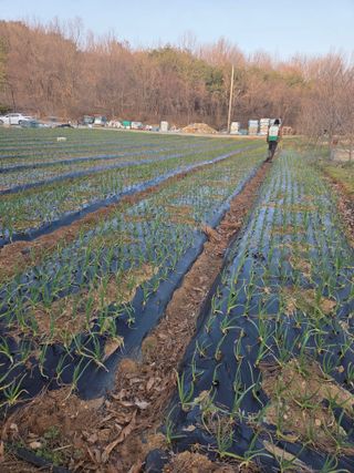 김정은님의 마늘 · 영농일지 작성글 사진