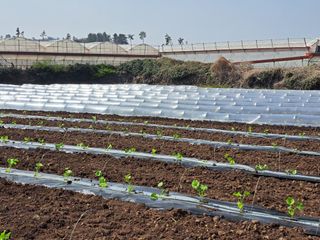 한림한경님의 호박 · 영농일지 작성글 사진