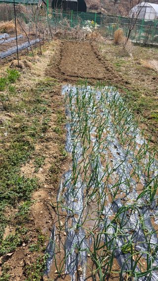 정인재님의 시금치 · 영농일지 작성글 사진