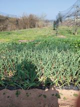 팜모닝 마늘·영농일지 게시글 이미지