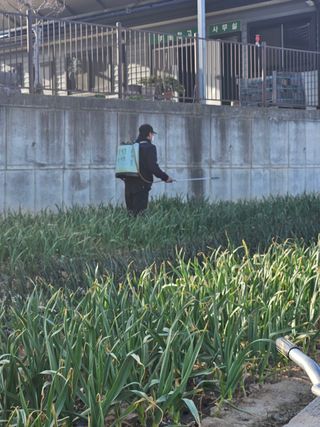 파인cool님의 마늘 · 영농일지 작성글 사진