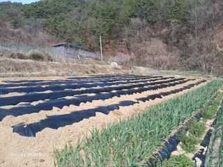 윤종경님의 고추 · 영농일지 작성글 사진