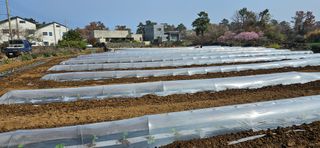 김화석님의 호박 · 영농일지 작성글 사진