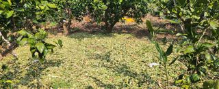 김형철님의 귤 · 영농일지 작성글 사진