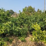 팜모닝 귤·영농일지 게시글 이미지