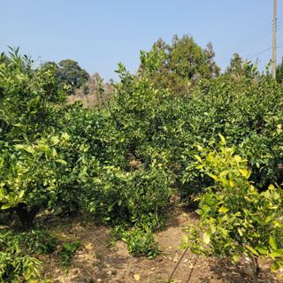 서귀포달코롬감귤농원님의 귤 · 영농일지 작성글 사진