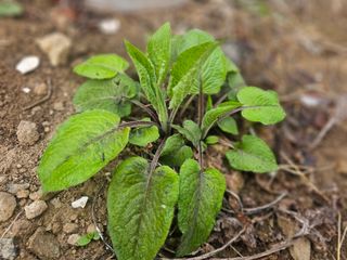 박주흥님의 콩 · 영농일지 작성글 사진