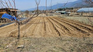 산골아찌님의 기타작물 · 영농일지 작성글 사진