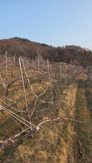 김중달님의 복숭아 · 영농일지 작성글 사진
