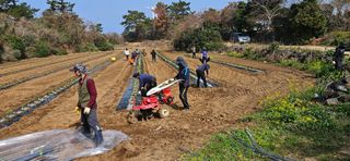 김화석님의 호박 · 영농일지 작성글 사진
