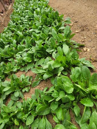 알렉산더님의 양파 · 영농일지 작성글 사진