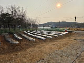 조성태님의 기타작물 · 영농일지 작성글 사진